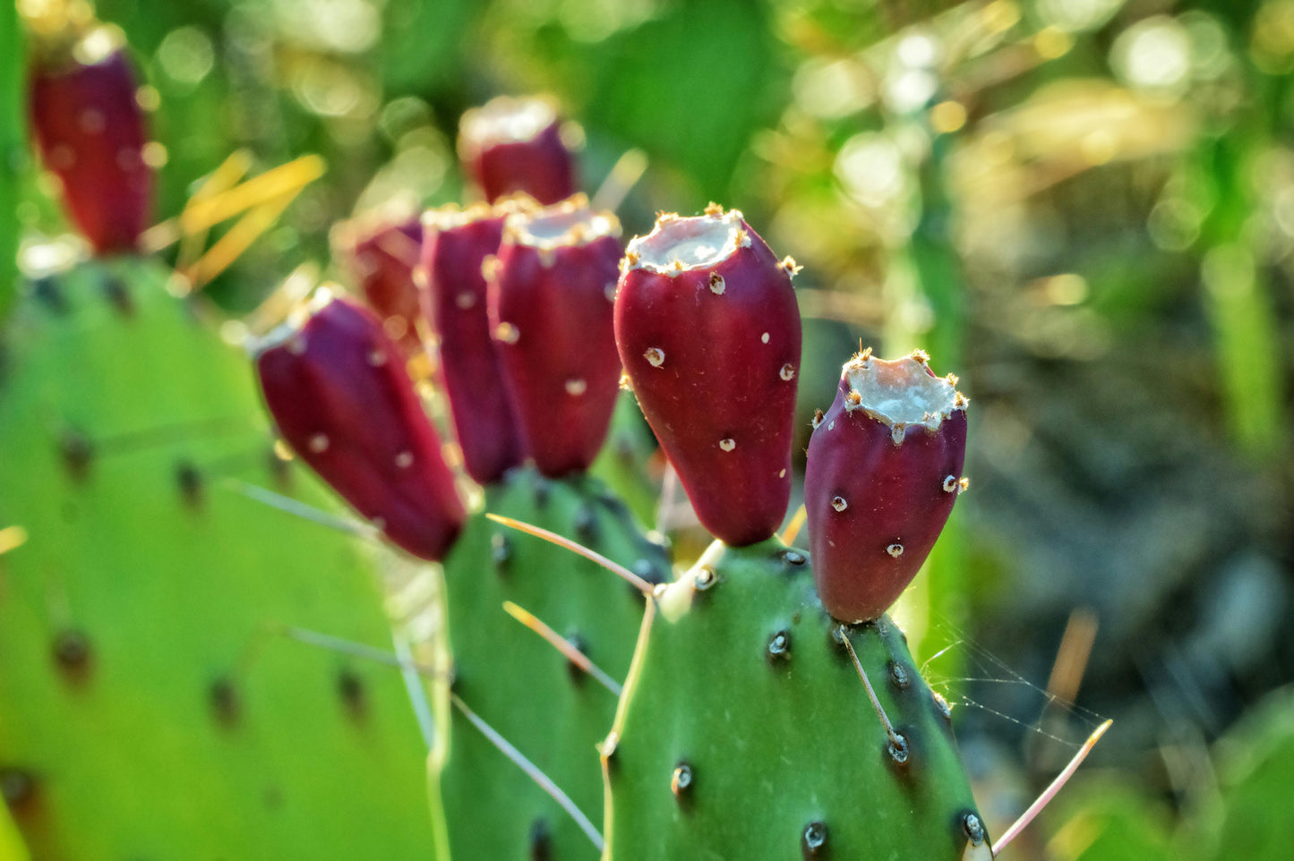 Sweet Heat Prickly Pear